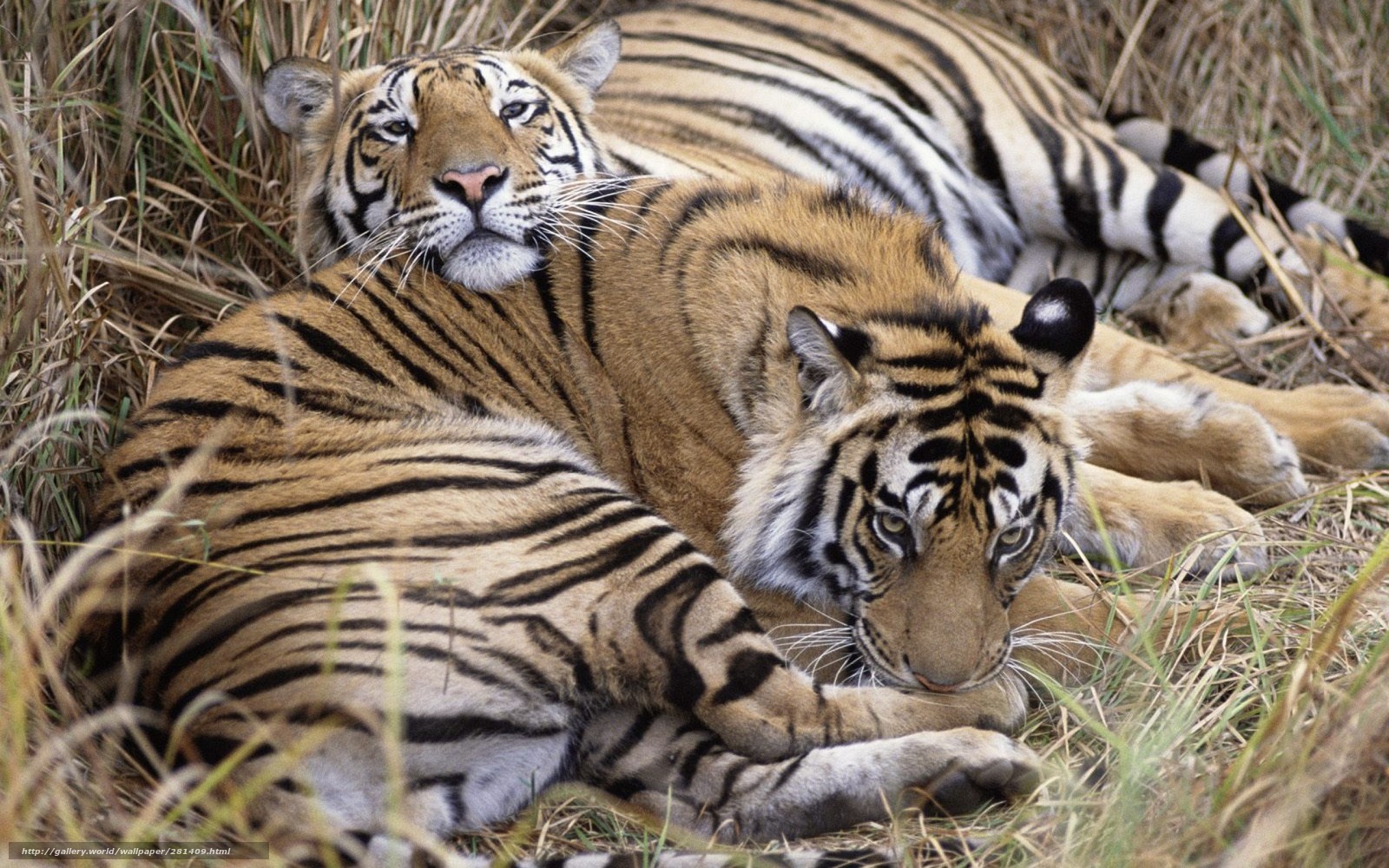 Two tigers resting in grass