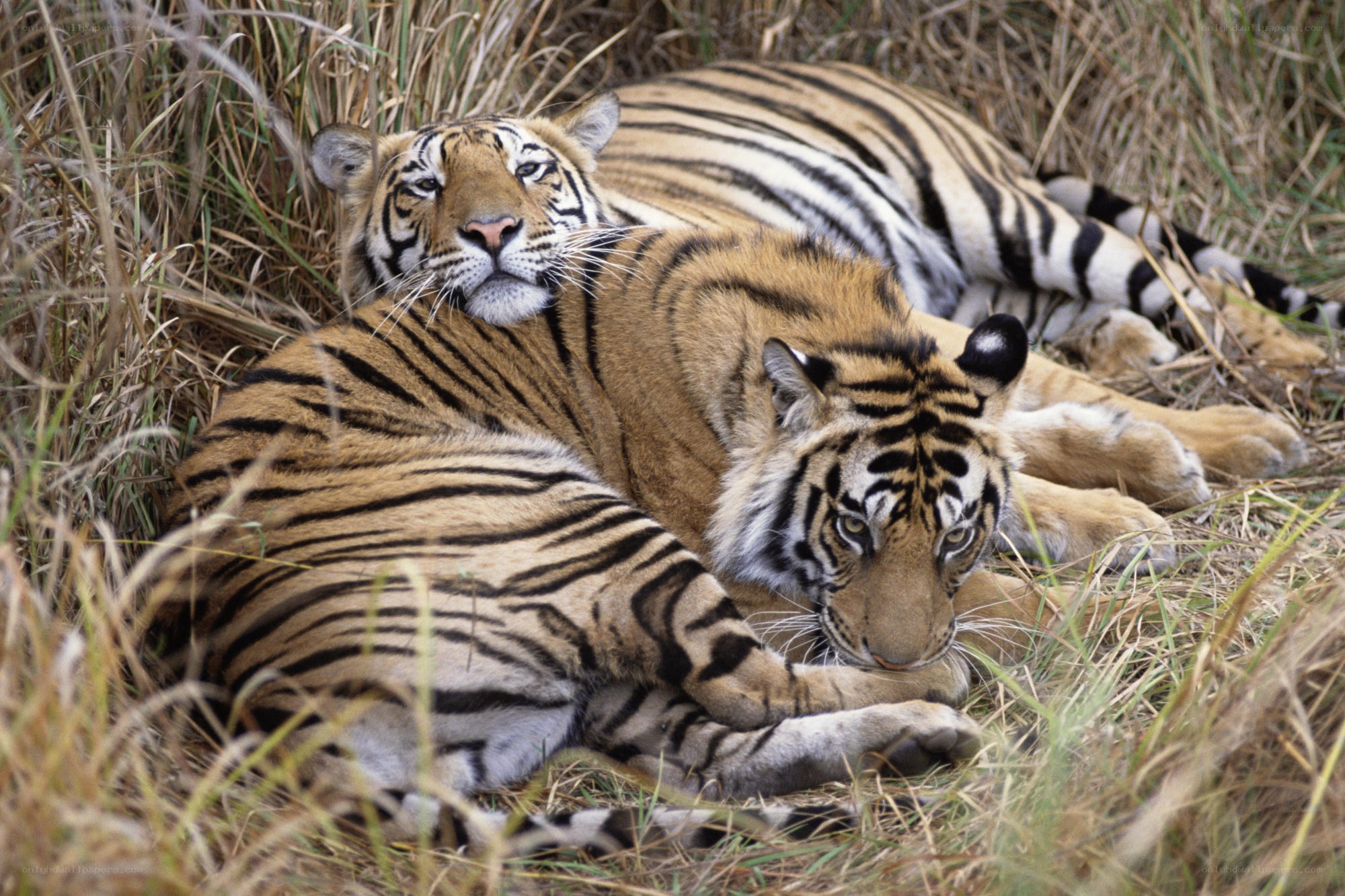 Two tigers resting in grass