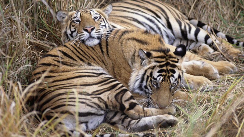 Two tigers resting in grass