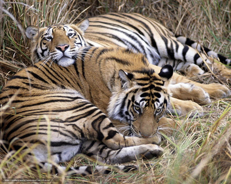 Two tigers resting in grass