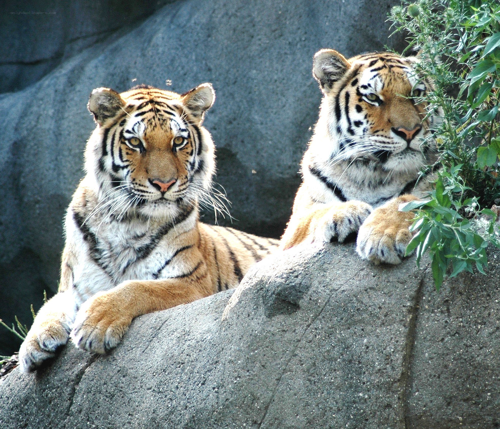 Two tigers resting on a rock