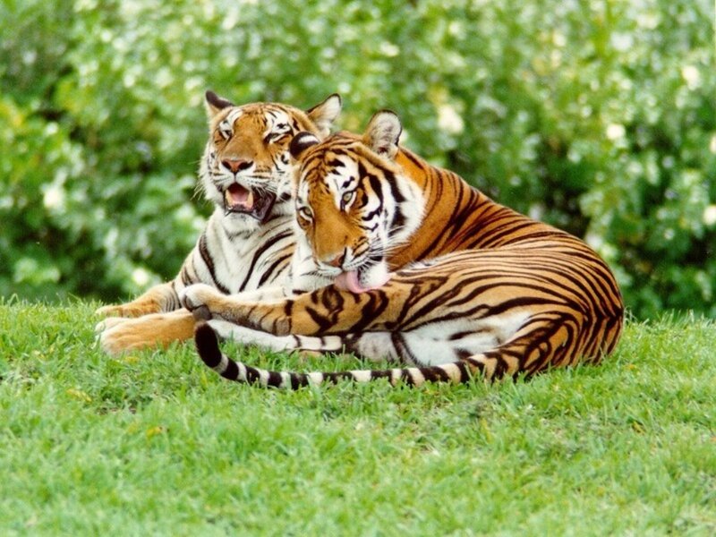 Two tigers resting on grass