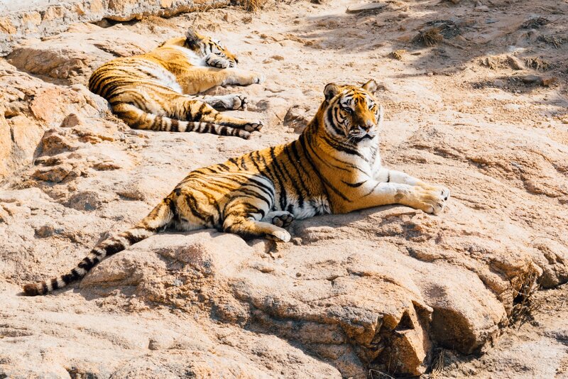 Two tigers resting on rocks