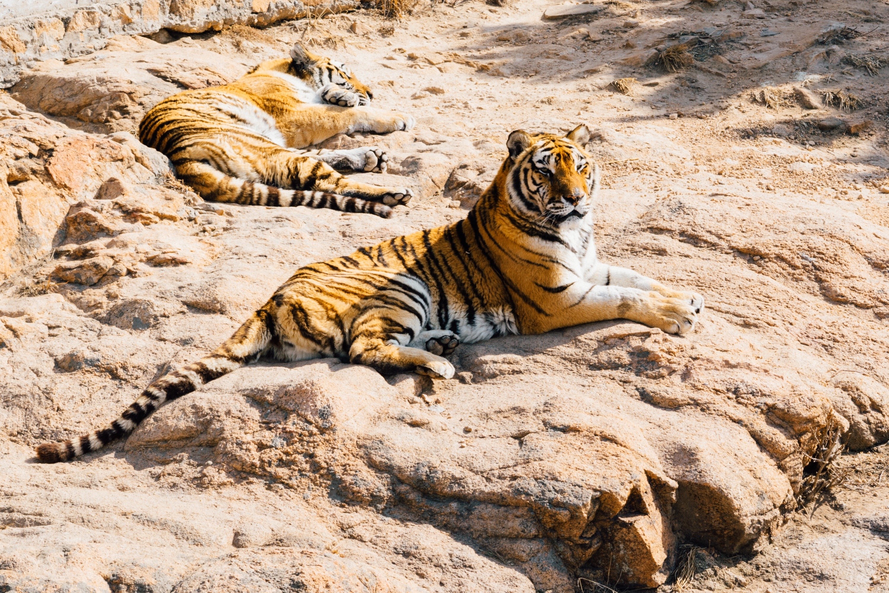 Two tigers resting on rocks