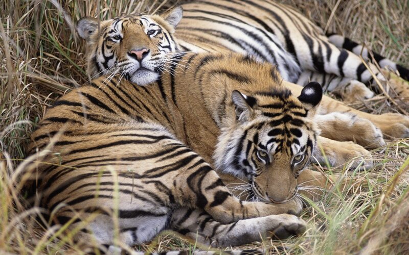 Two Tigers Resting — Orange, Calm, Afternoon, Photograph, Grass