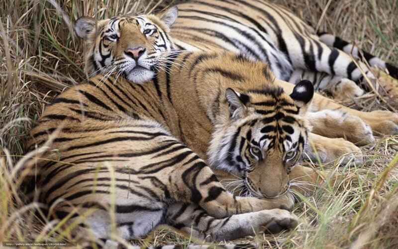 Two Tigers Resting — Orange, Calm, Afternoon, Photograph, Grass, Tiger Cubs