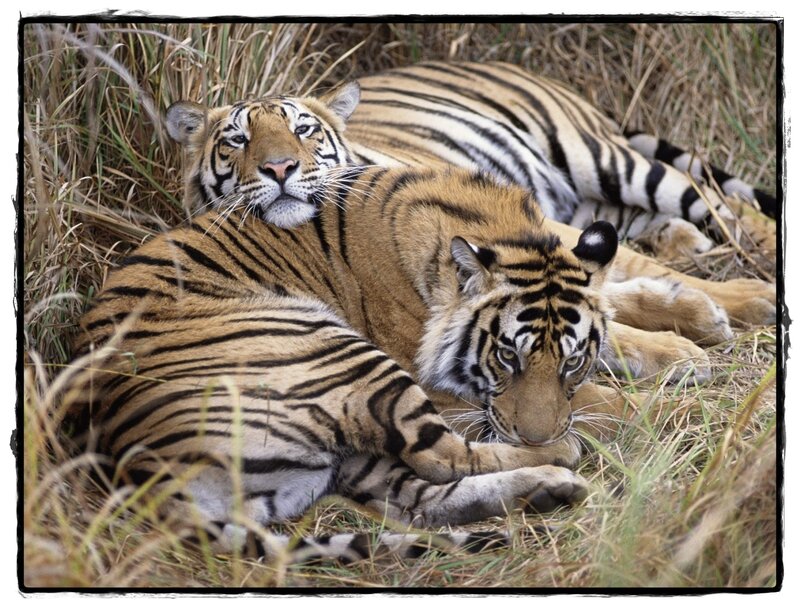Two Tigers Resting — Orange, Calm, Afternoon, Photograph