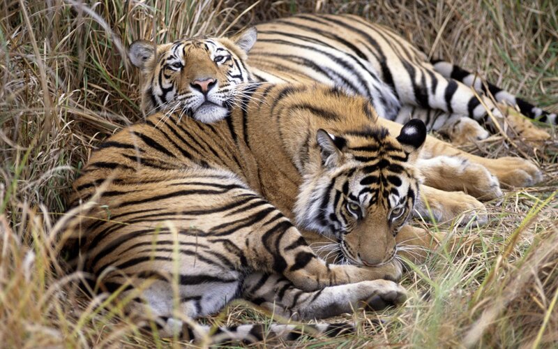 Two Tigers Resting — Orange, Calm, Afternoon, Photograph, Tiger, Grass, Wildlife