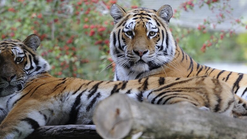 Two Tigers Resting — Orange, Calm, Afternoon, Photograph, Tiger, Log, Bushes
