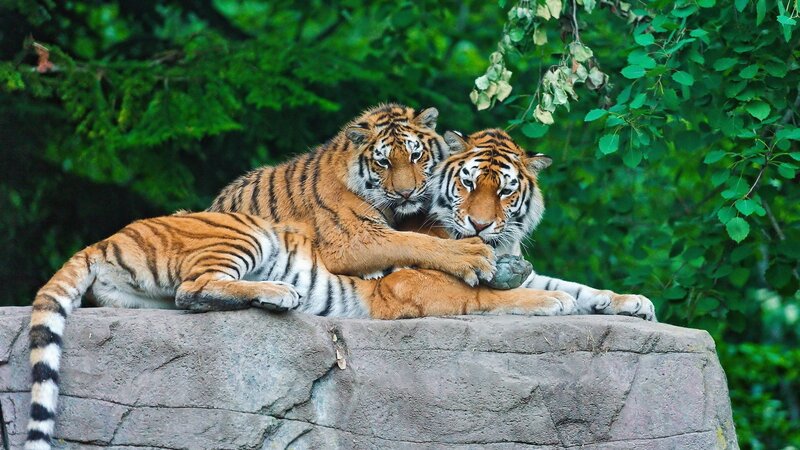 Two Tigers Resting — Orange, Calm, Afternoon, Photograph, Tiger