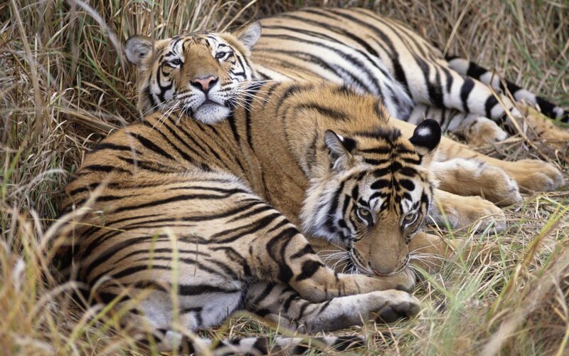 Two Tigers Resting — Orange, Calm, Afternoon