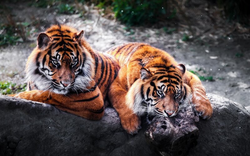 Two Tigers Resting — Orange, Calm, Photograph, Rock, Tiger