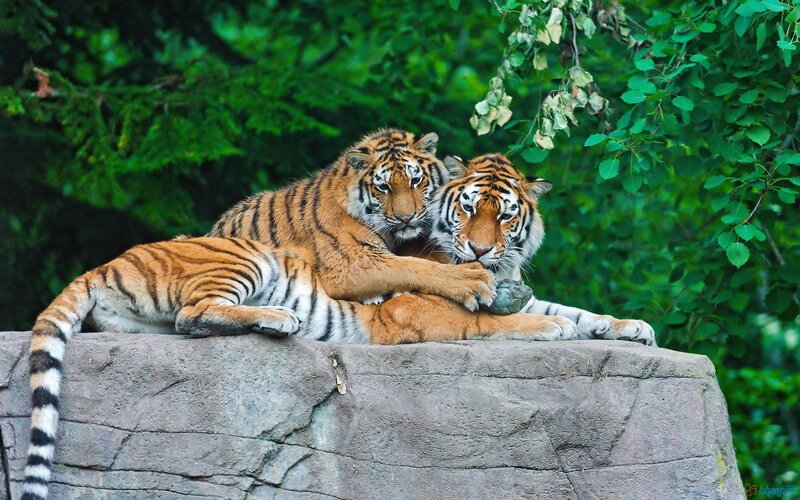 Two Tigers Resting — Orange, Calm, Photograph