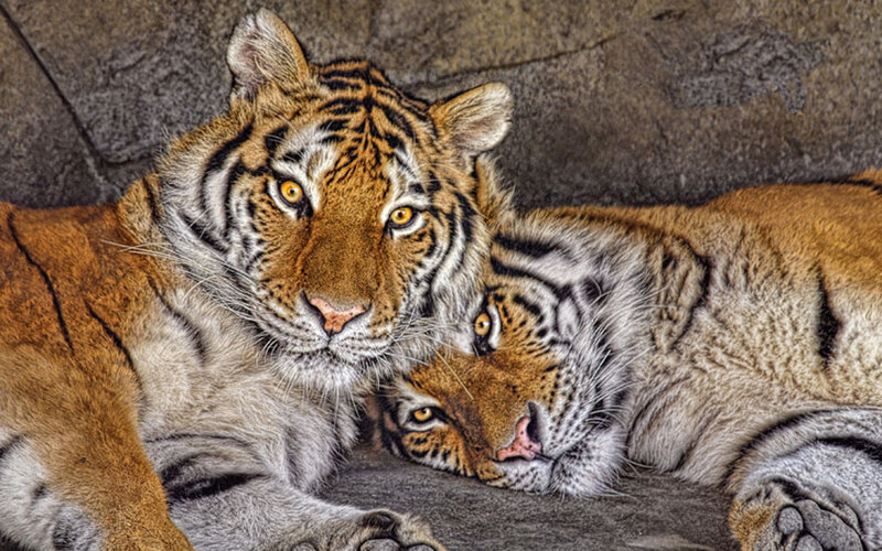 Two Tigers Resting — Orange, Calm, Photograph, Tiger, Rock