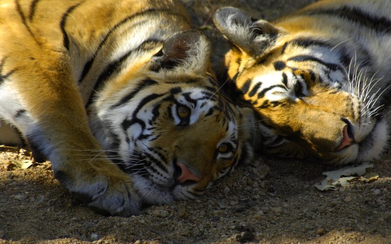 Two Tigers Resting — Orange, Calm