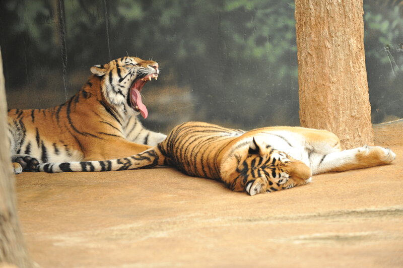 Two Tigers Resting — Orange