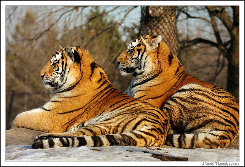 Two Tigers Resting