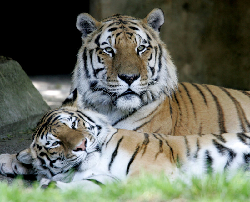 Two tigers resting together