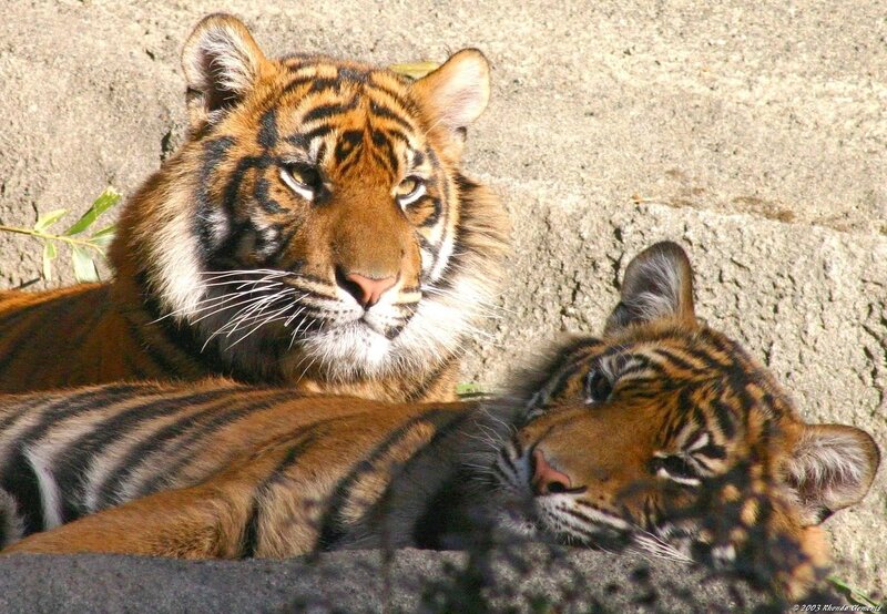 Two tigers resting together