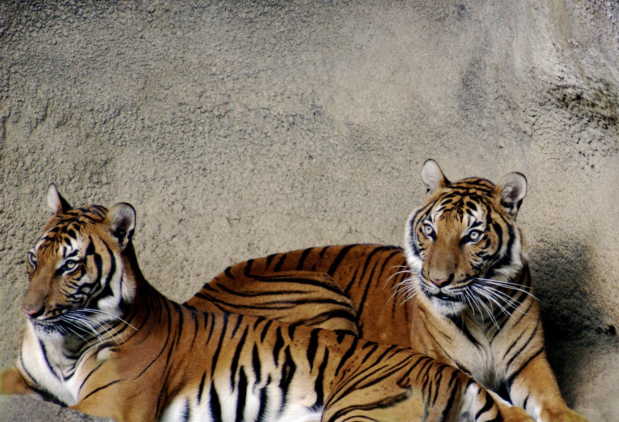 Two tigers resting together