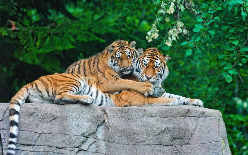 Two tigers resting together