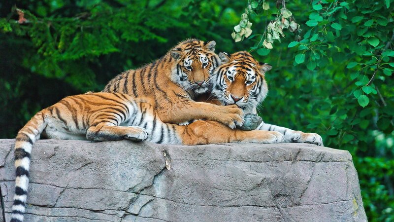 Two tigers resting together