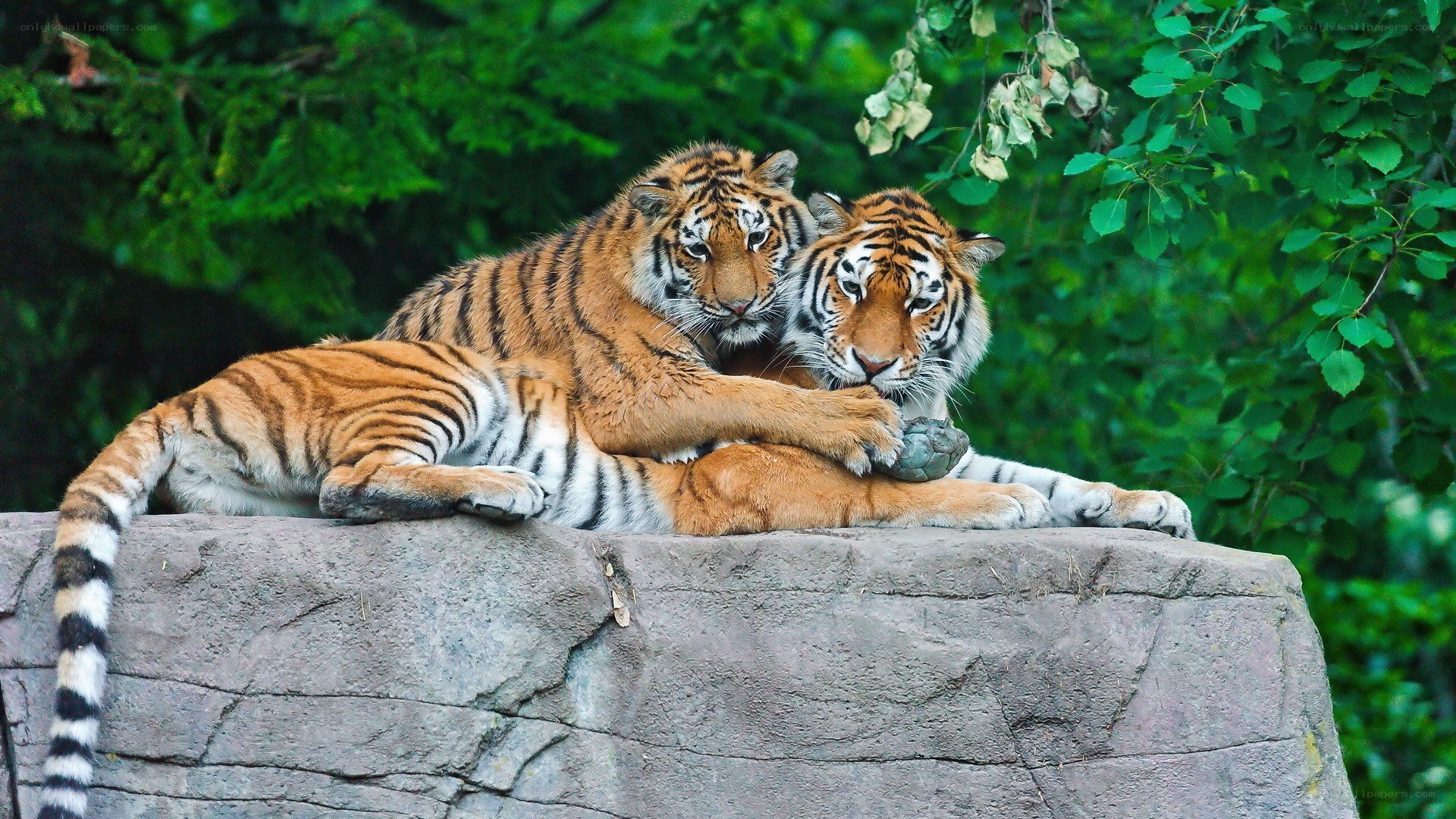 Two tigers resting together