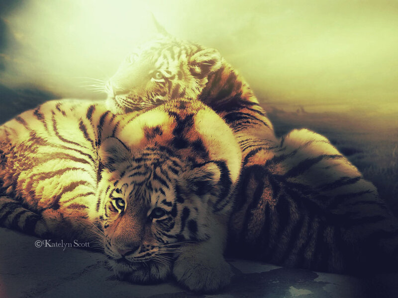 Two Tigers Resting — Yellow