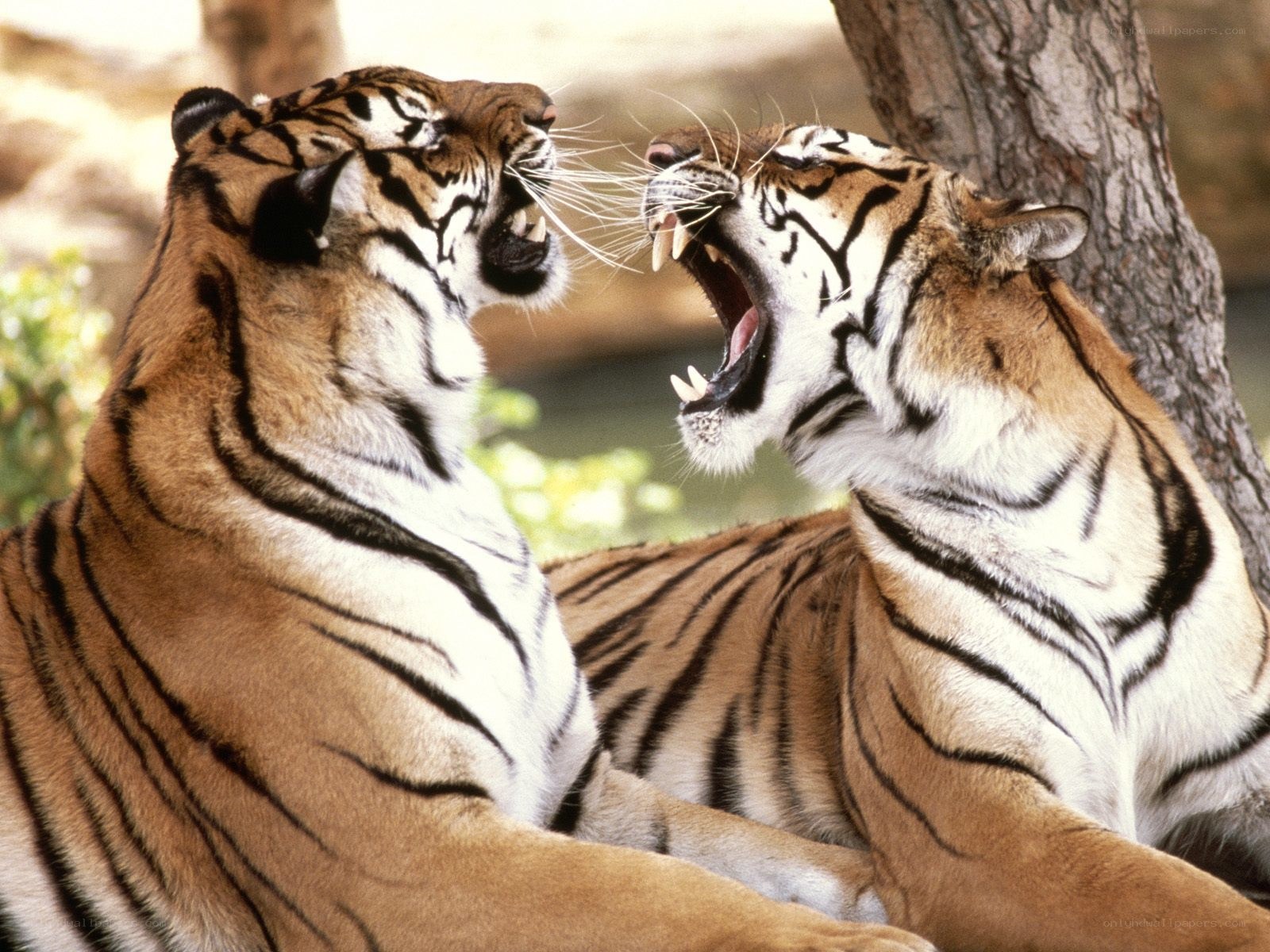 Two tigers roaring at each other