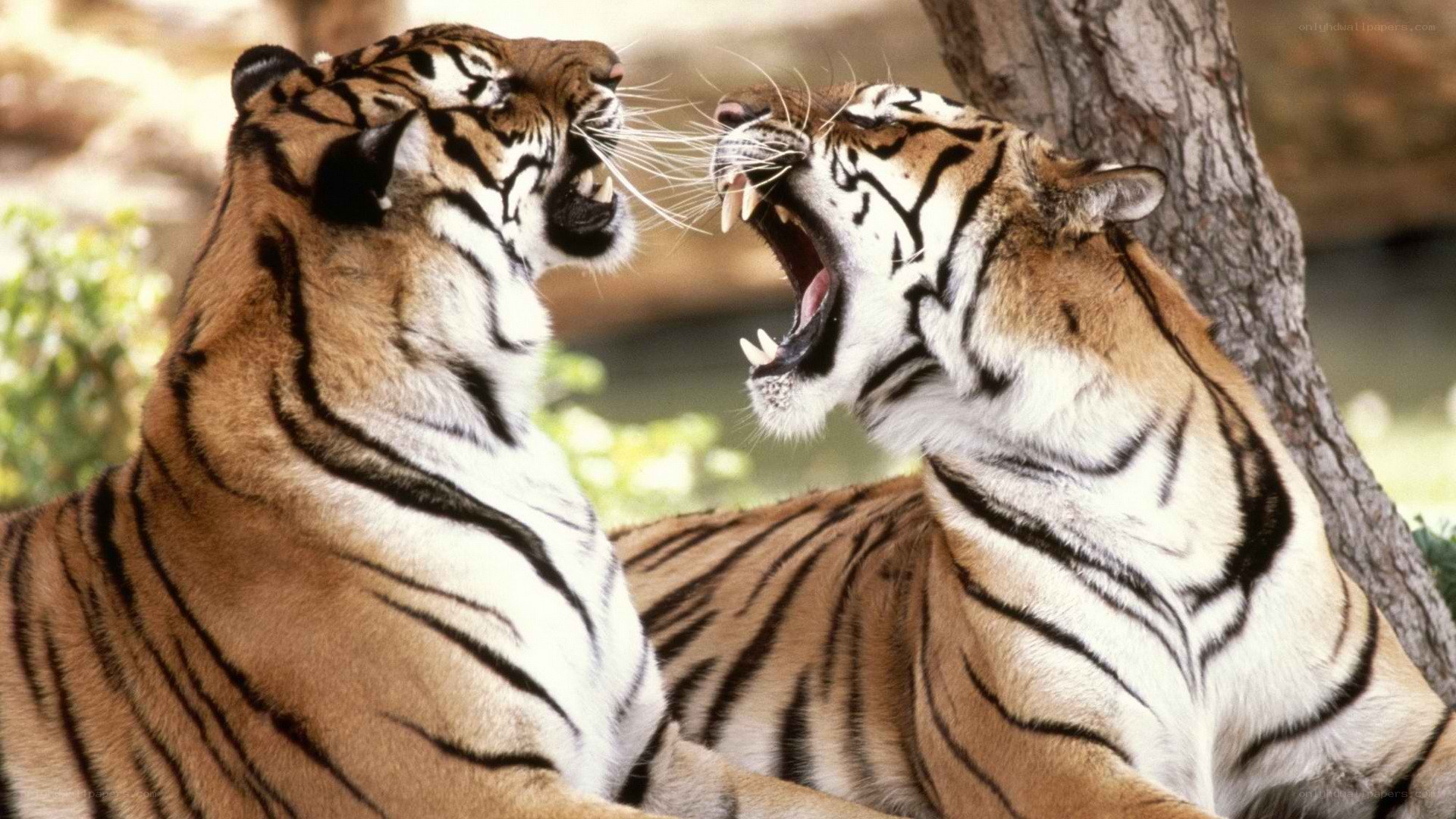 Two tigers roaring at each other