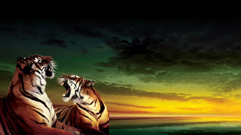 Two Tigers Roaring