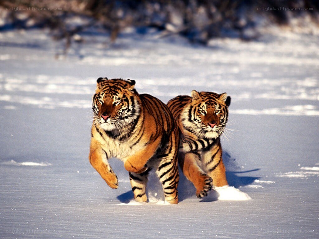 Two tigers running in snow