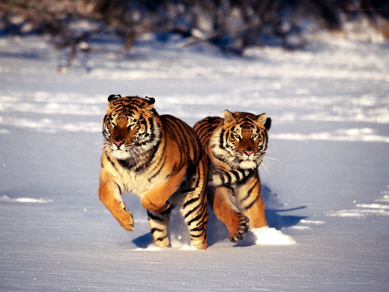 Two tigers running in snow