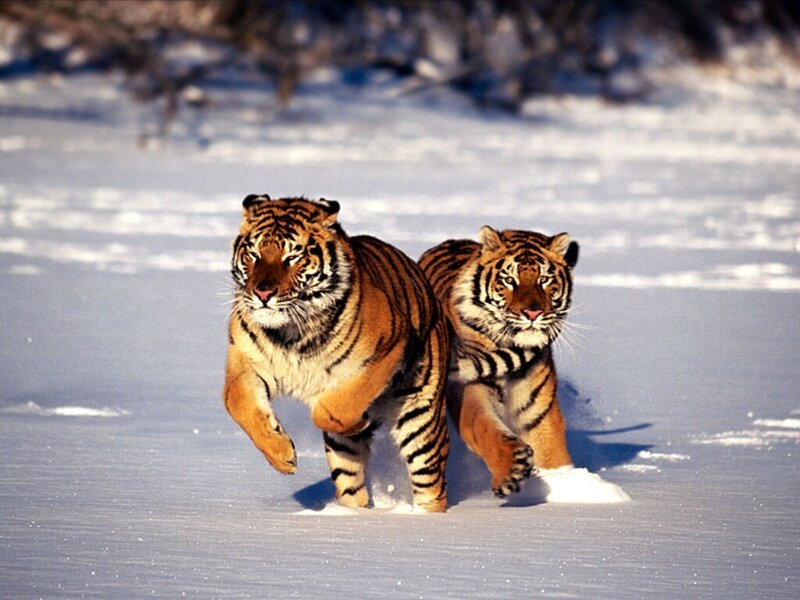 Two Tigers Running — Orange, Dynamic