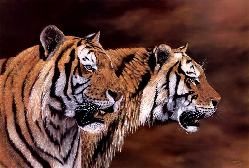 Two Tigers Side by Side — Orange