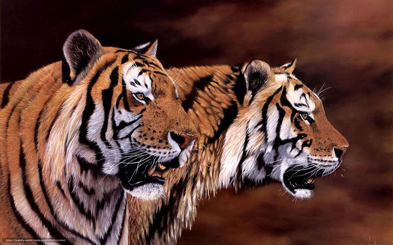 Two Tigers Side by Side