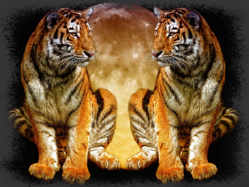 Two Tigers Sitting