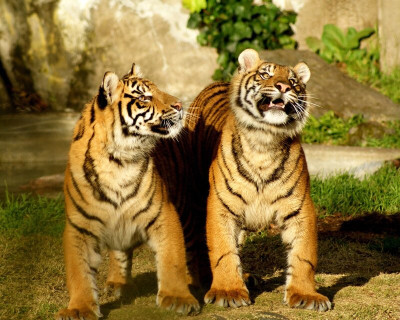 Two Tigers Standing — Orange, Alert, Afternoon