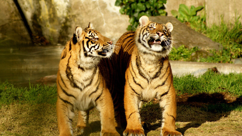 Two Tigers Standing — Orange, Alert