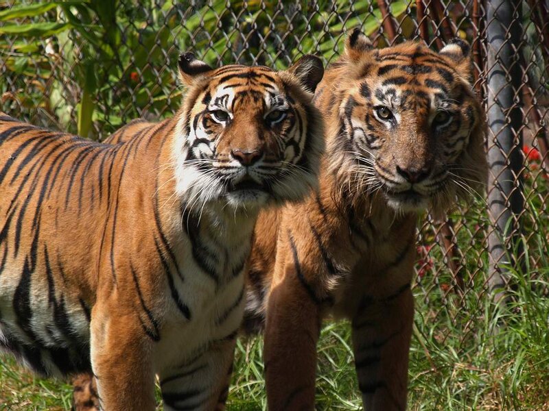 Two Tigers Standing — Orange, Calm, Afternoon