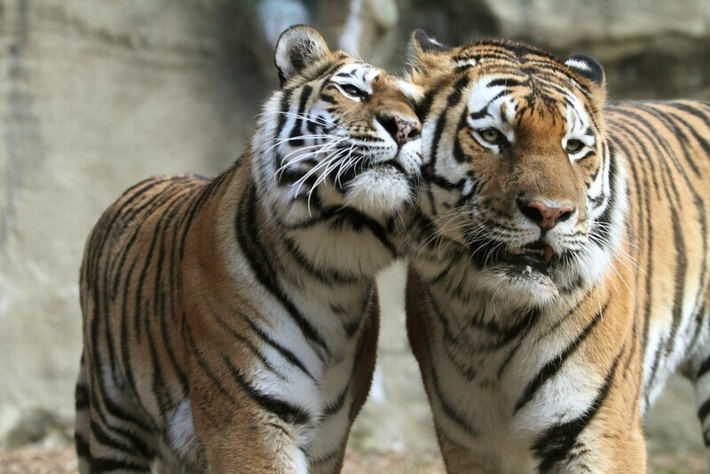 Two Tigers Standing — Orange, Calm