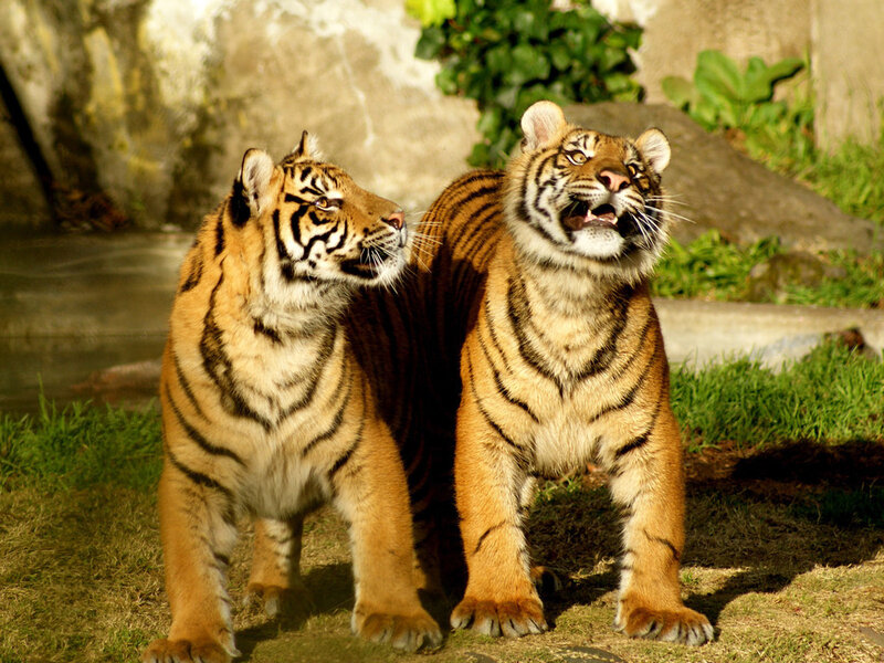 Two Tigers Standing — Orange