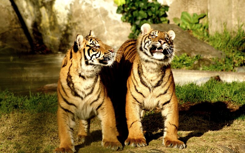 Two Tigers Standing
