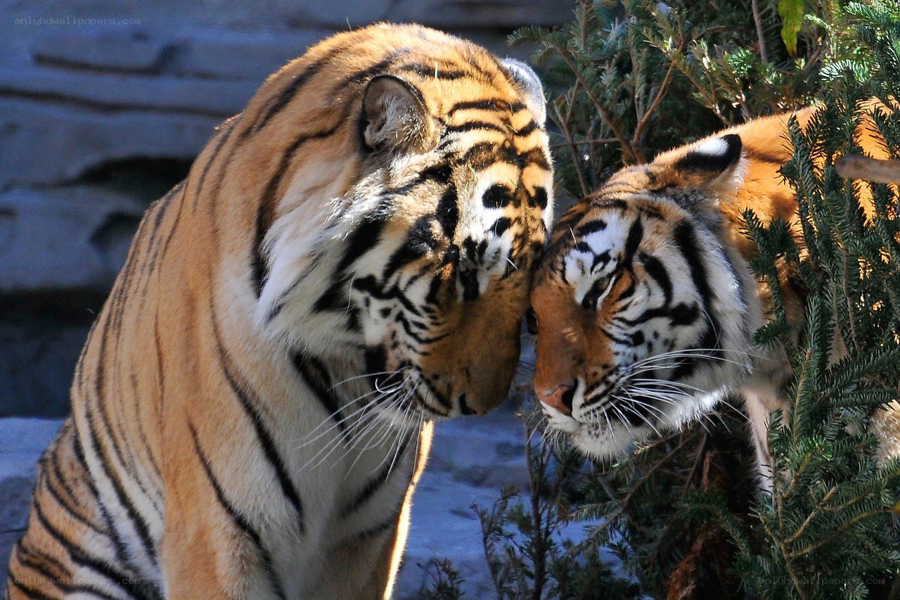 Two tigers touching heads