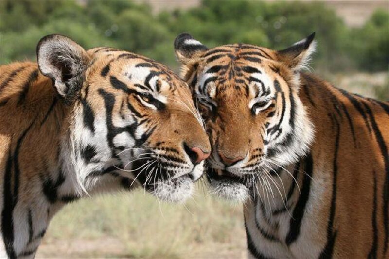 Two Tigers Touching