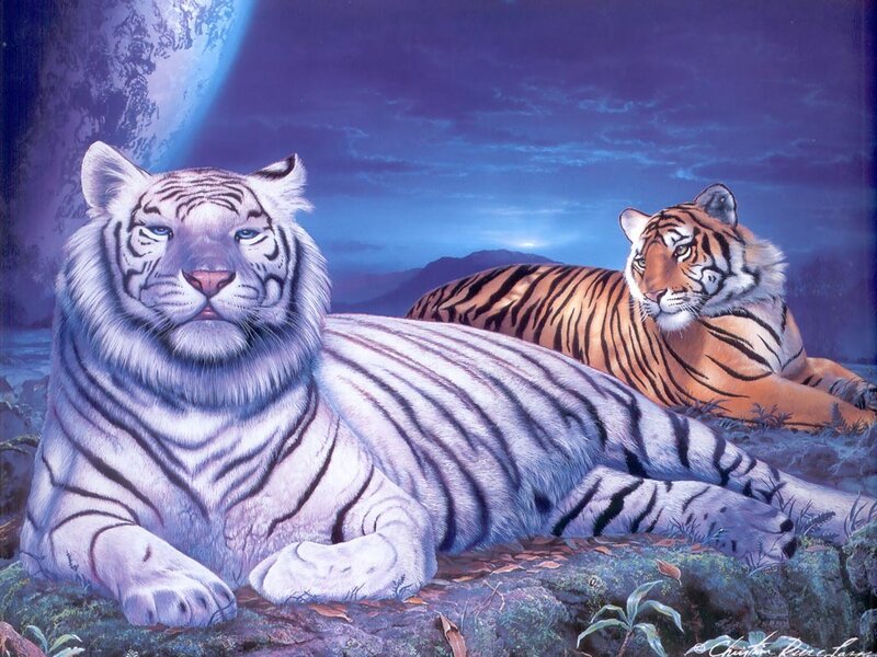 Two tigers under a blue moon