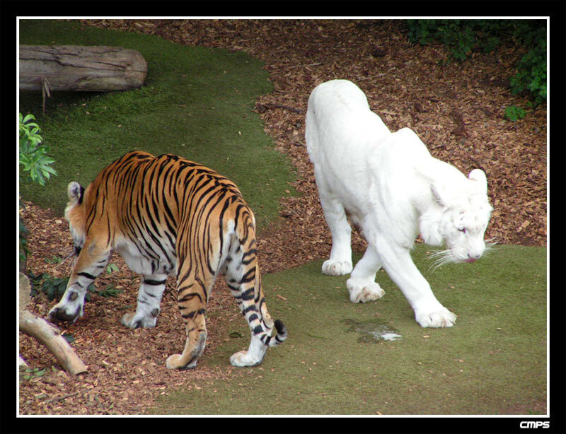 Two tigers walking in enclosure