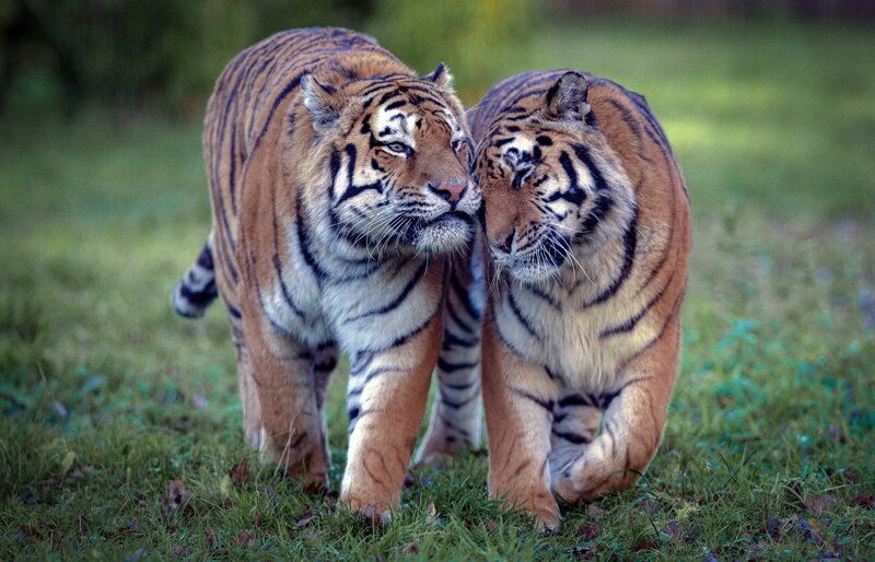 Two Tigers Walking — Orange, Calm