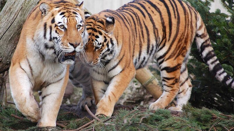 Two Tigers Walking — Orange, Natural, Afternoon, Photograph