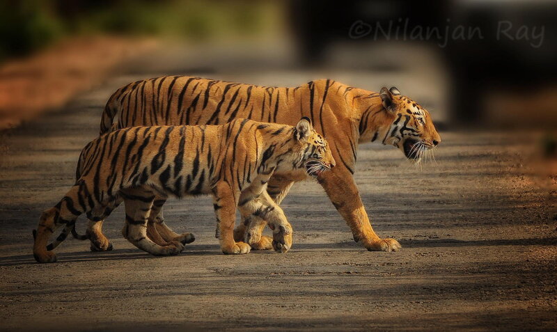 Two Tigers Walking — Orange, Natural, Afternoon